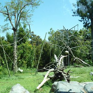 Orangutan/Siamang Exhibit