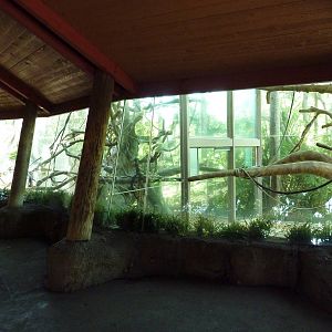 Eastern Angolan Colobus/Wolf's Guenon Exhibit