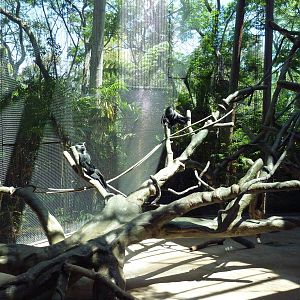 Eastern Angolan Colobus/Wolf's Guenon Exhibit