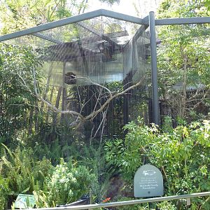 Wings Of Australasia - Raggiana Bird Of Paradise Aviary