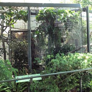 Wings Of Australasia (2 Species)