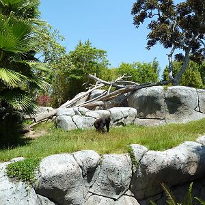 Gorilla Exhibit