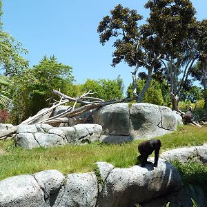 Gorilla Exhibit