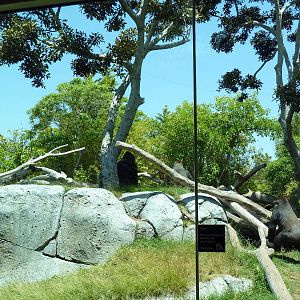 Gorilla Exhibit