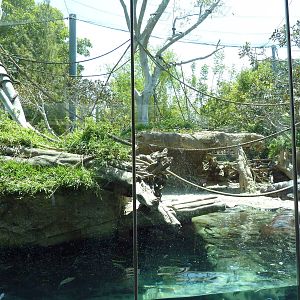 Pygmy Hippo/Wolf's Guenon Exhibit