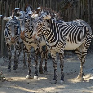Grevys Zebras