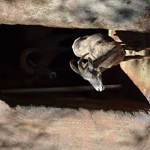 Desert Bighorn Sheep