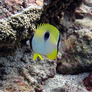 Teardrop Butterflyfish