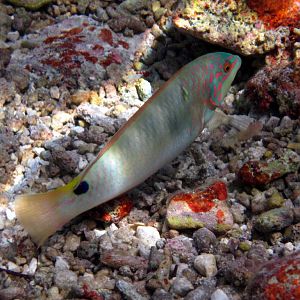 Threespot Wrasse