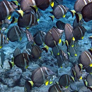 Whitespotted Surgeonfish