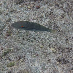 Red-shouldered Wrasse, initial phase