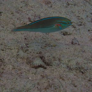 Red-shouldered Wrasse, terminal phase