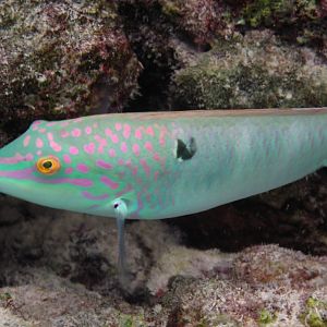Threespot Wrasse
