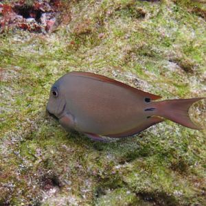 Surgeonfish