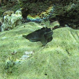 Rippled Rockskipper (Istiblennius edentulus)