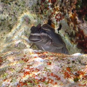 Rippled Rockskipper (Istiblennius edentulus)