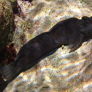 Rippled Rockskipper (Istiblennius edentulus)