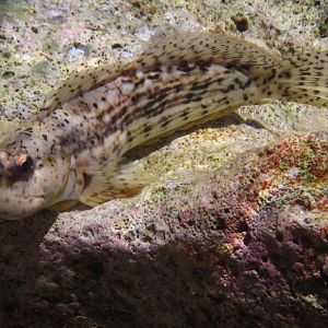 Blenny