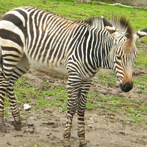 Tebogo the Hartmann's Mountain Zebra at Blackpool Zoo 07/08/11