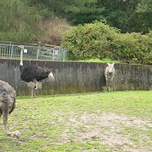 Hartmann's Mountain Zebra and Southern Ostriches at Blackpool Zoo 07/08/11