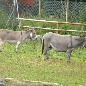 Charlene and Eliza the Meditterrean Miniature Donkeys at Blackpool Zoo 07/0