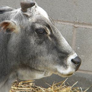Domestic Zebu at Blackpool Zoo 07/08/11