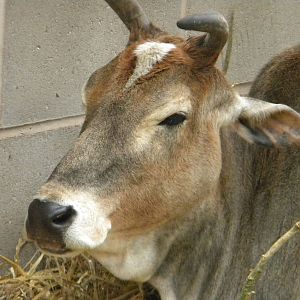 Domestic Zebu at Blackpool Zoo 07/08/11