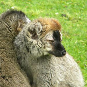 Red fronted Lemur at Blackpool Zoo 07/08/11