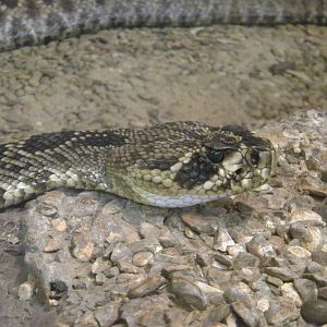 Eastern Diamondback Rattlesnake at Blackpool Zoo 07/08/11