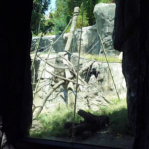 Bonobo Exhibit