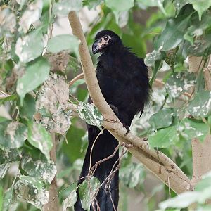 Fledgling Violet Plantain Eater - 13/08/2011