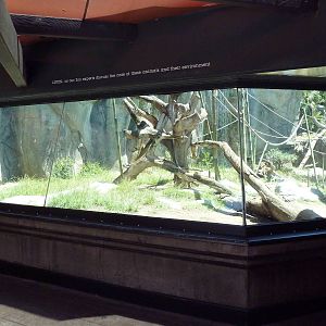 Bonobo Exhibit