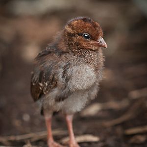 Roul-Roul Partridge Chick - 13/08/2011