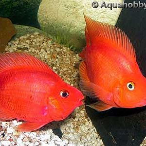 Oceanworld Aquarium, Dingle