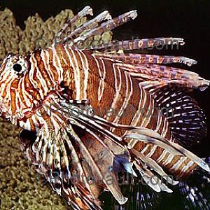 Oceanworld Aquarium, Dingle