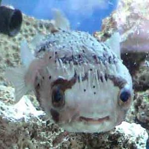 Oceanworld Aquarium, Dingle