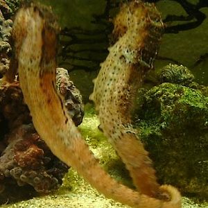 Oceanworld Aquarium, Dingle