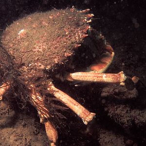 Oceanworld Aquarium, Dingle