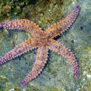 Oceanworld Aquarium, Dingle