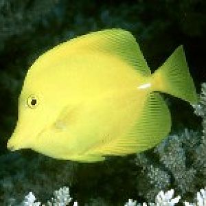 Oceanworld Aquarium, Dingle