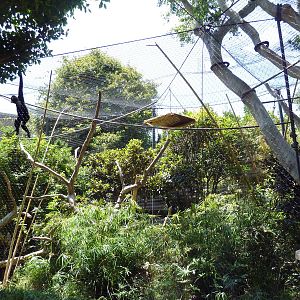 Red-Cheeked Gibbon Exhibit