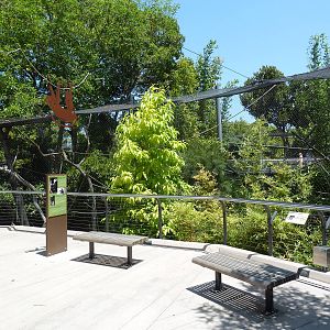Golden-Bellied Mangabey Exhibit