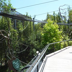 Golden-Bellied Mangabey Exhibit
