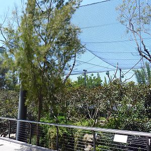 Wolf's Guenon Exhibit