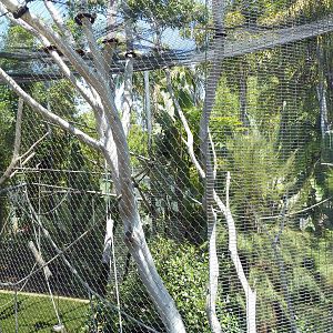 Kikuyu Colobus Monkey Exhibit