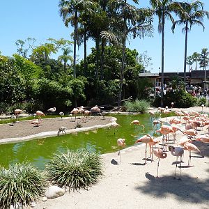 Caribbean Flamingo Exhibit