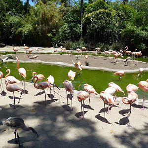 Caribbean Flamingo Exhibit