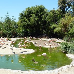 Caribbean Flamingo Exhibit