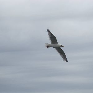 Herring Gull in Flight