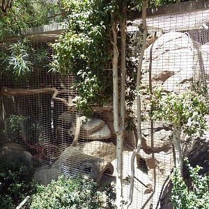 Children's Zoo - Rock Hyrax Exhibit